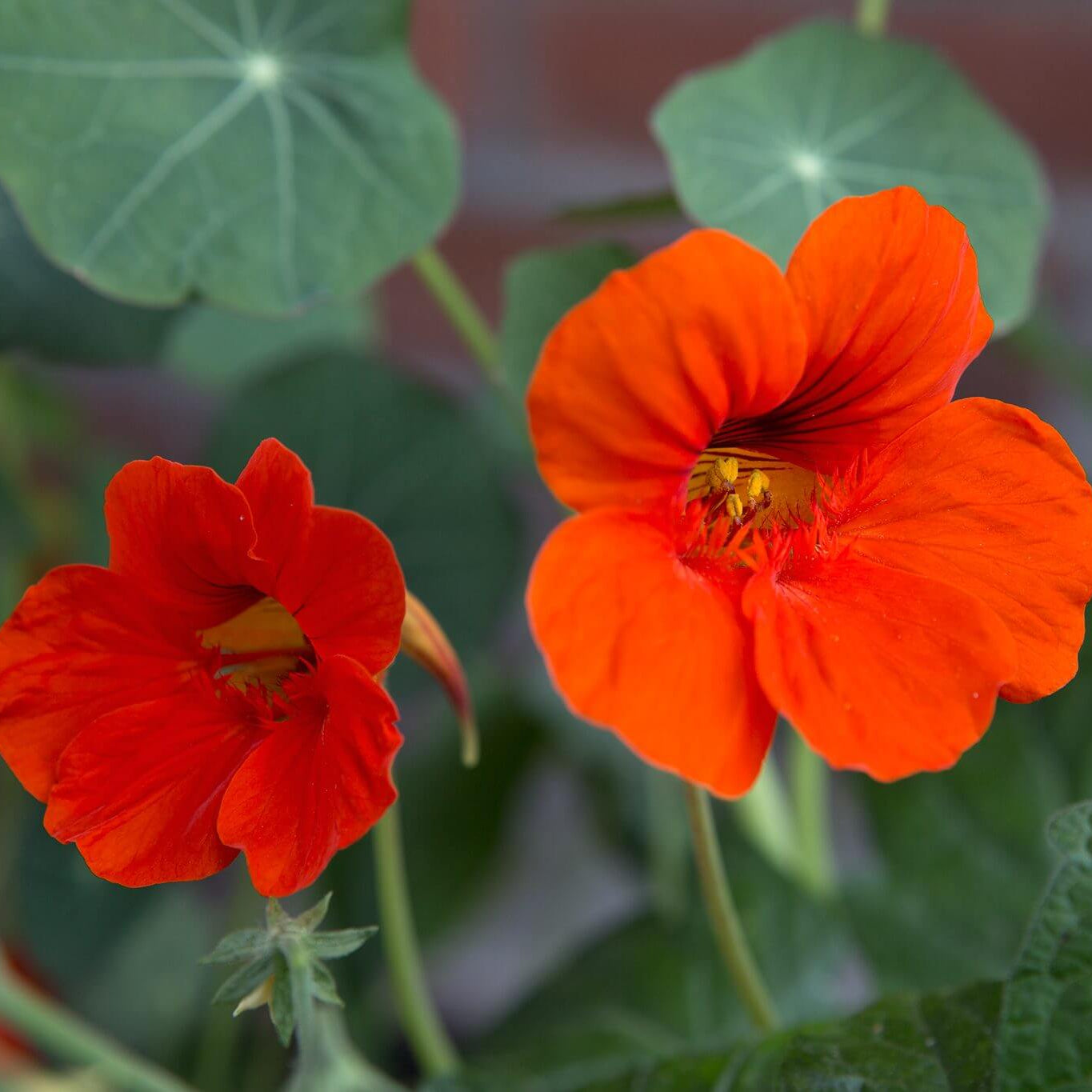 Nasturtium Seeds – Tropaeolum majus