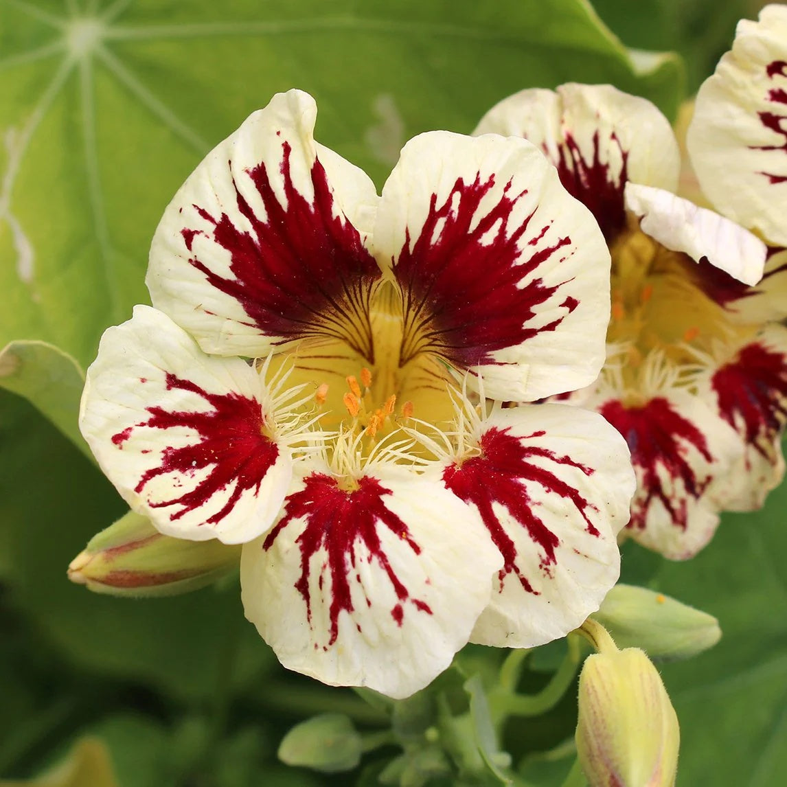 Nasturtium Seeds – White Red