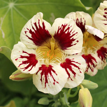 Nasturtium Seeds – White Red