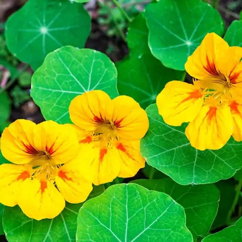 Nasturtium Seeds – Yellow