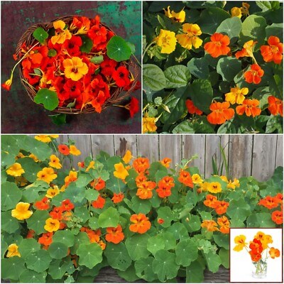 Nasturtium Seeds – Tall Rollier (Tropaeolum majus)