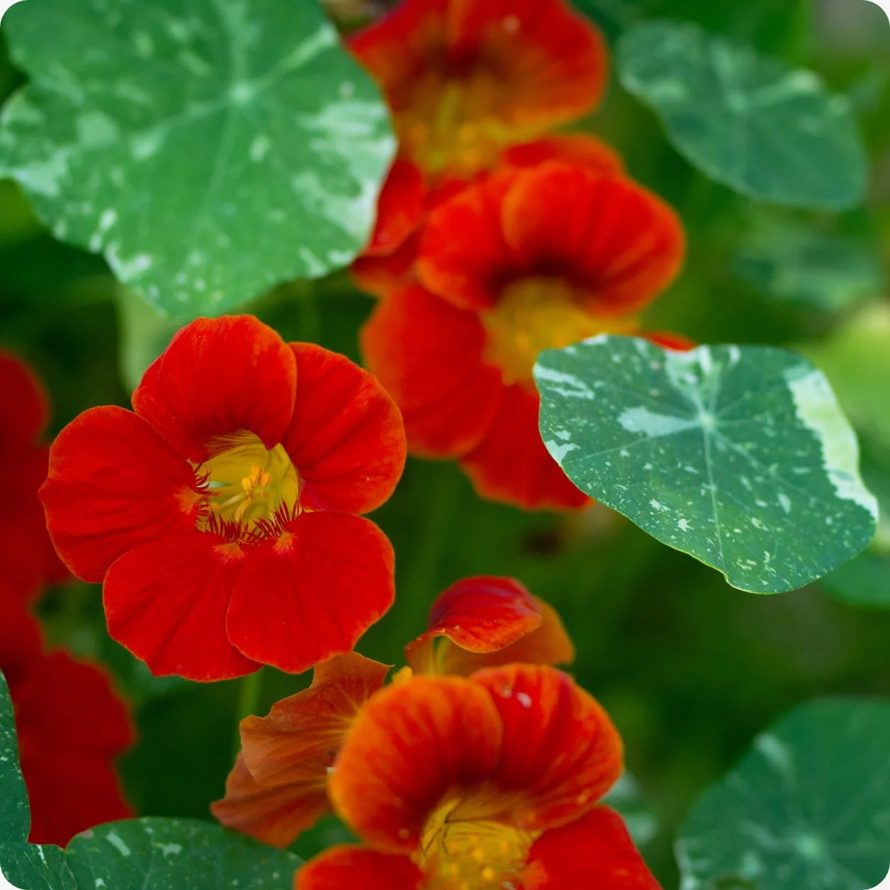 Nasturtium Seeds – Tropaeolum majus