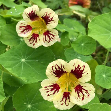 Nasturtium Seeds – White Red
