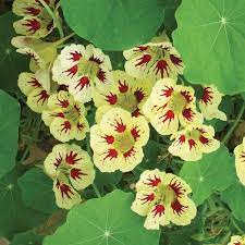 Nasturtium Seeds – White Red