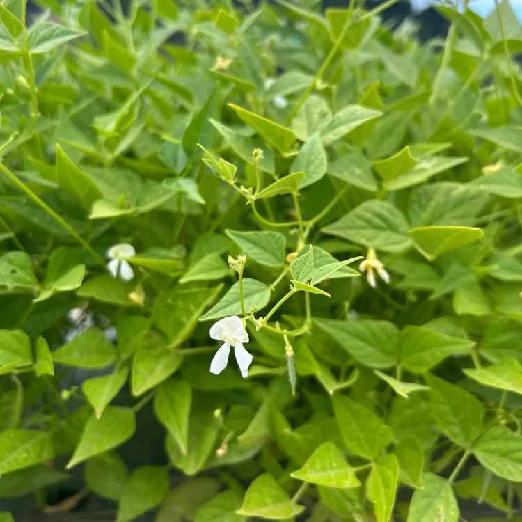 Native American Tepary Beans Seeds - Vegetable Plant