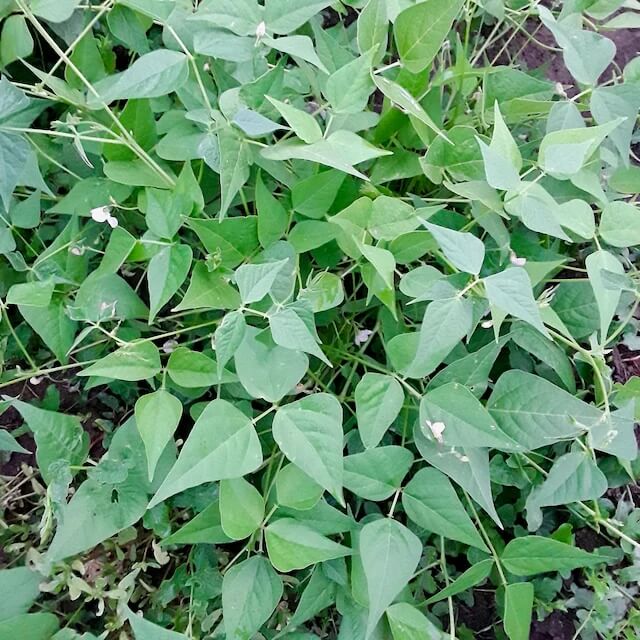Native American Tepary Beans Seeds - Vegetable Plant