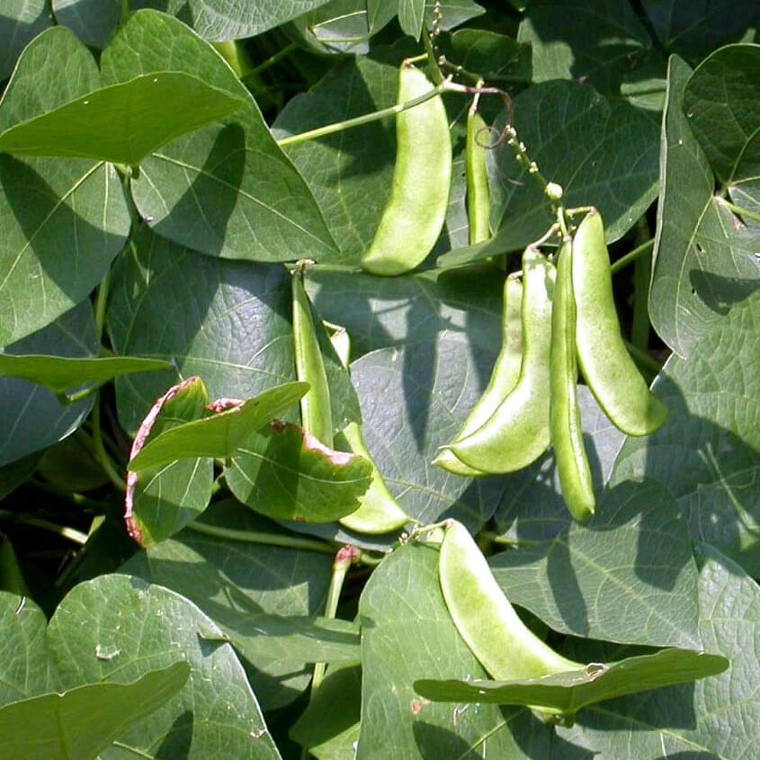 Native Bean Seeds