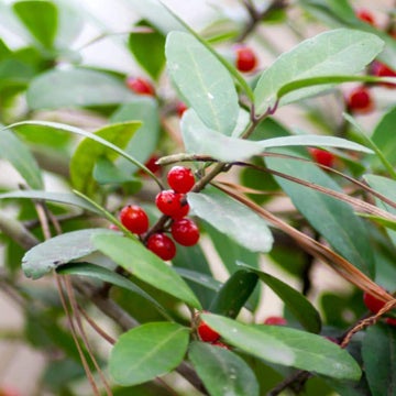 Native Holly Seeds