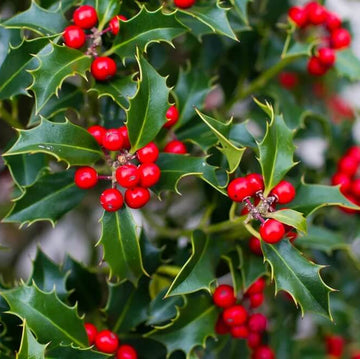 Native Holly Seeds