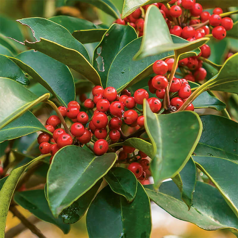 Native Holly Seeds