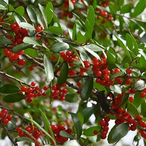 Native Holly Seeds