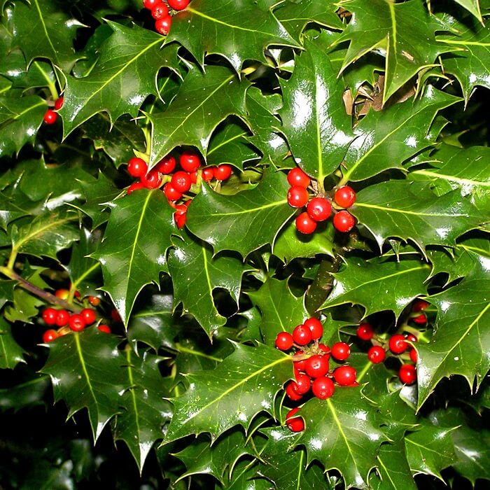 Native Holly Seeds