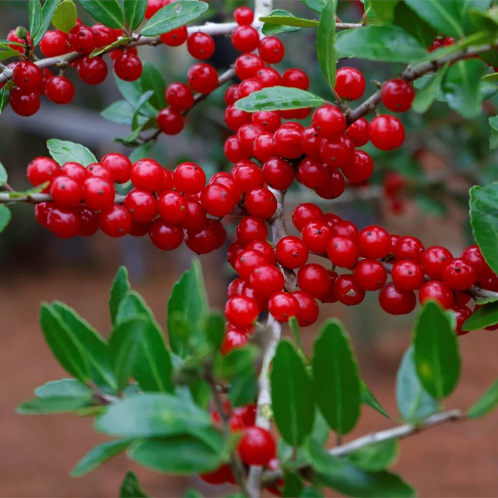 Native Holly Seeds