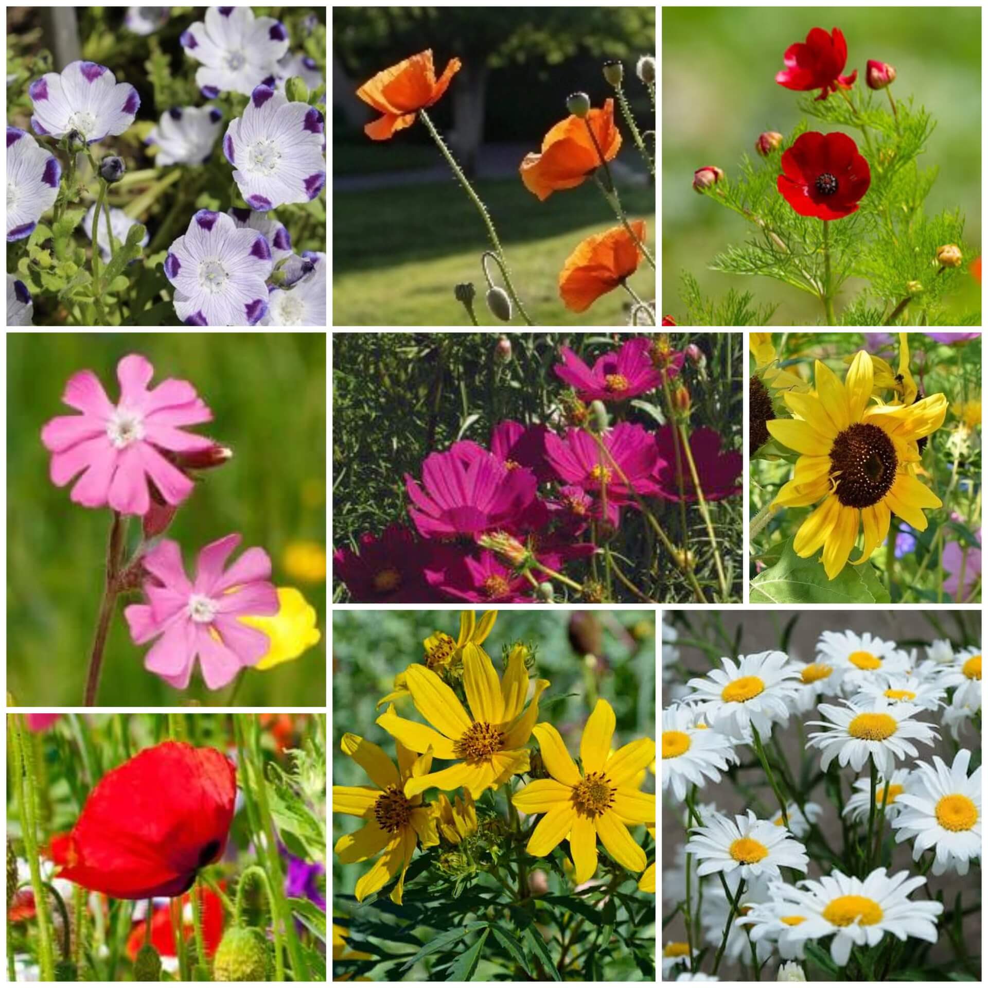 Native Seeds - All In One For Home Gardens