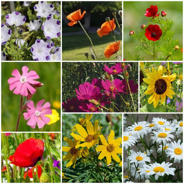 Native Seeds - All In One For Home Gardens