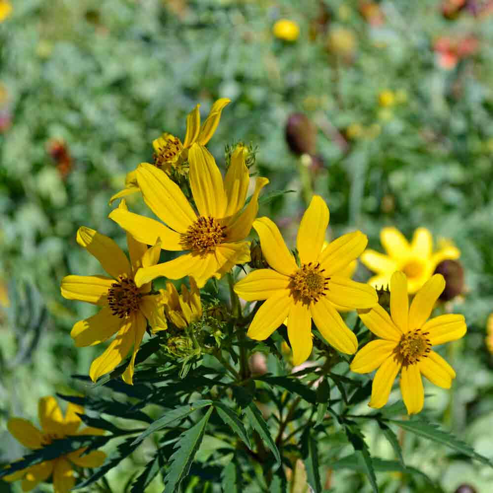 Native Seeds - All In One For Home Gardens