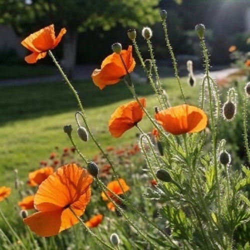 Native Seeds - All In One For Home Gardens