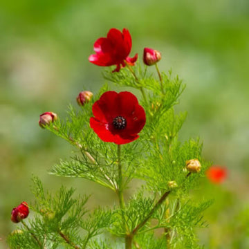 Native Seeds - All In One For Home Gardens