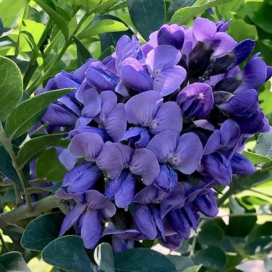 Native Texas Mountain Laurel Seeds