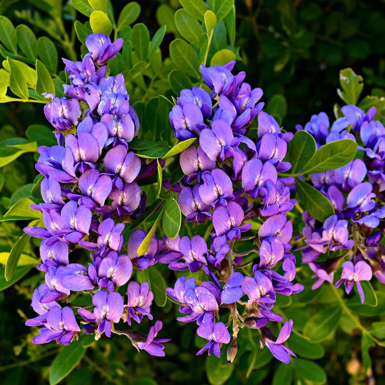 Native Texas Mountain Laurel Seeds
