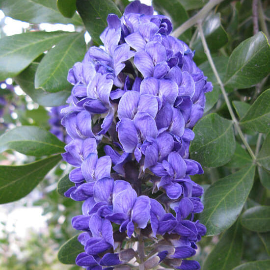 Native Texas Mountain Laurel Seeds