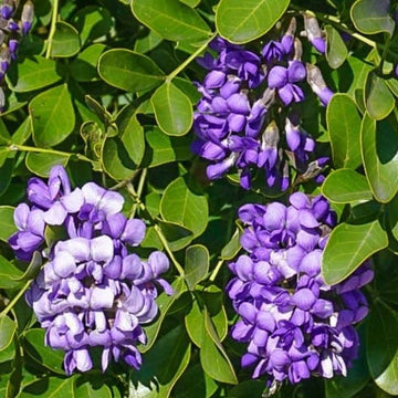 Native Texas Mountain Laurel Seeds