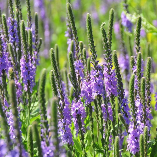 Native Wild Hoary Vervain Seeds