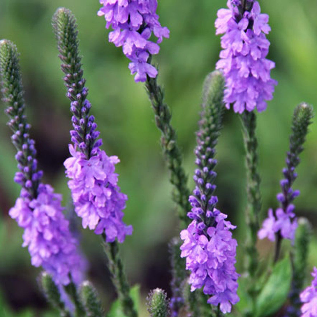Native Wild Hoary Vervain Seeds