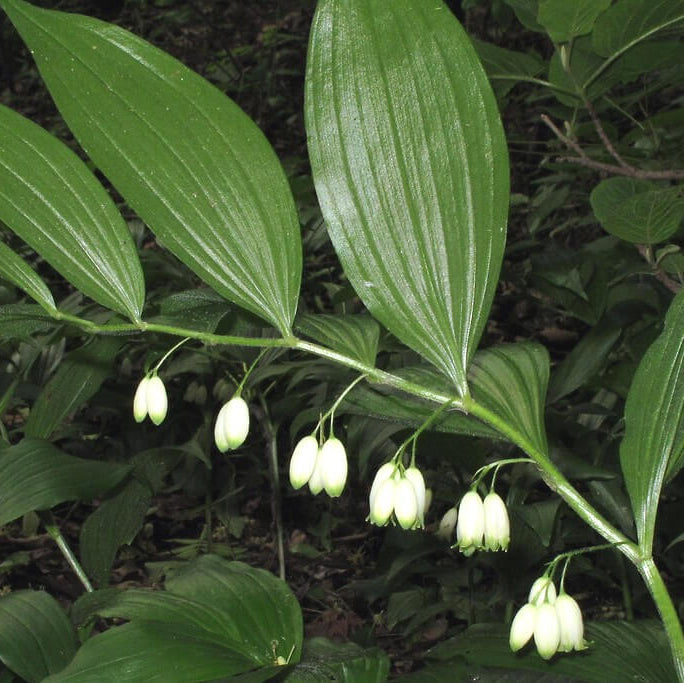 Native Woodland Solomon’s Seal Seeds