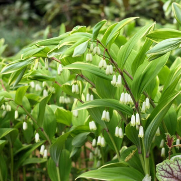 Native Woodland Solomon’s Seal Seeds