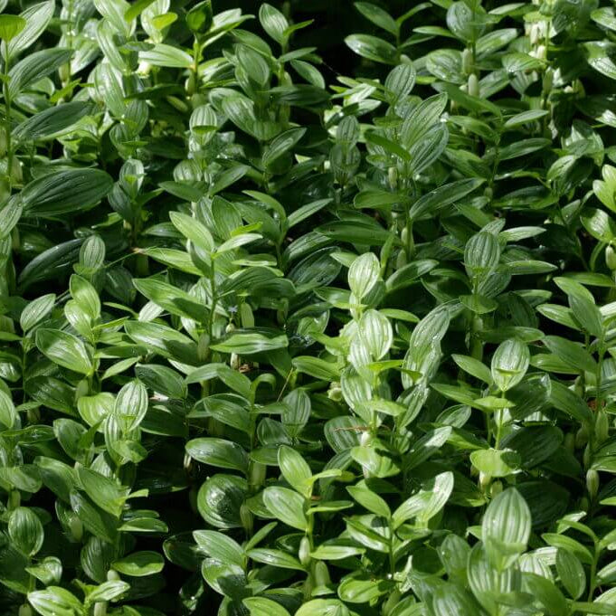 Native Woodland Solomon’s Seal Seeds