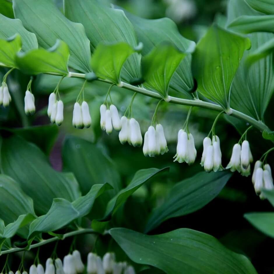 Native Woodland Solomon’s Seal Seeds