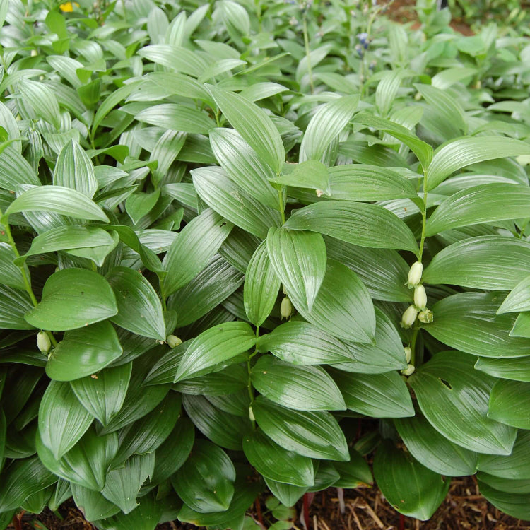 Native Woodland Solomon’s Seal Seeds