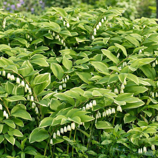 Native Woodland Solomon’s Seal Seeds