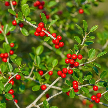 Native Yaupon Holly Seeds