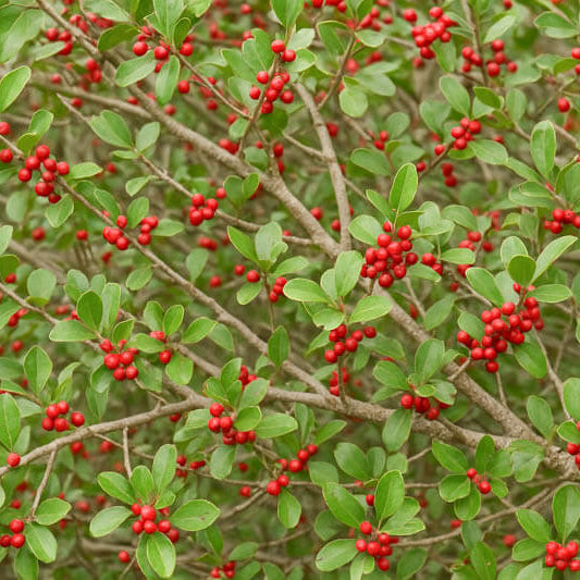 Native Yaupon Holly Seeds