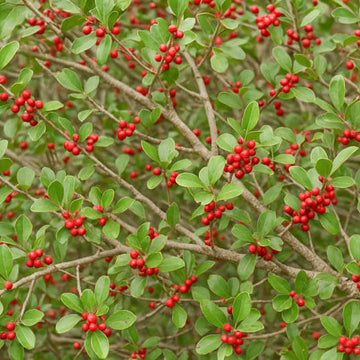 Native Yaupon Holly Seeds
