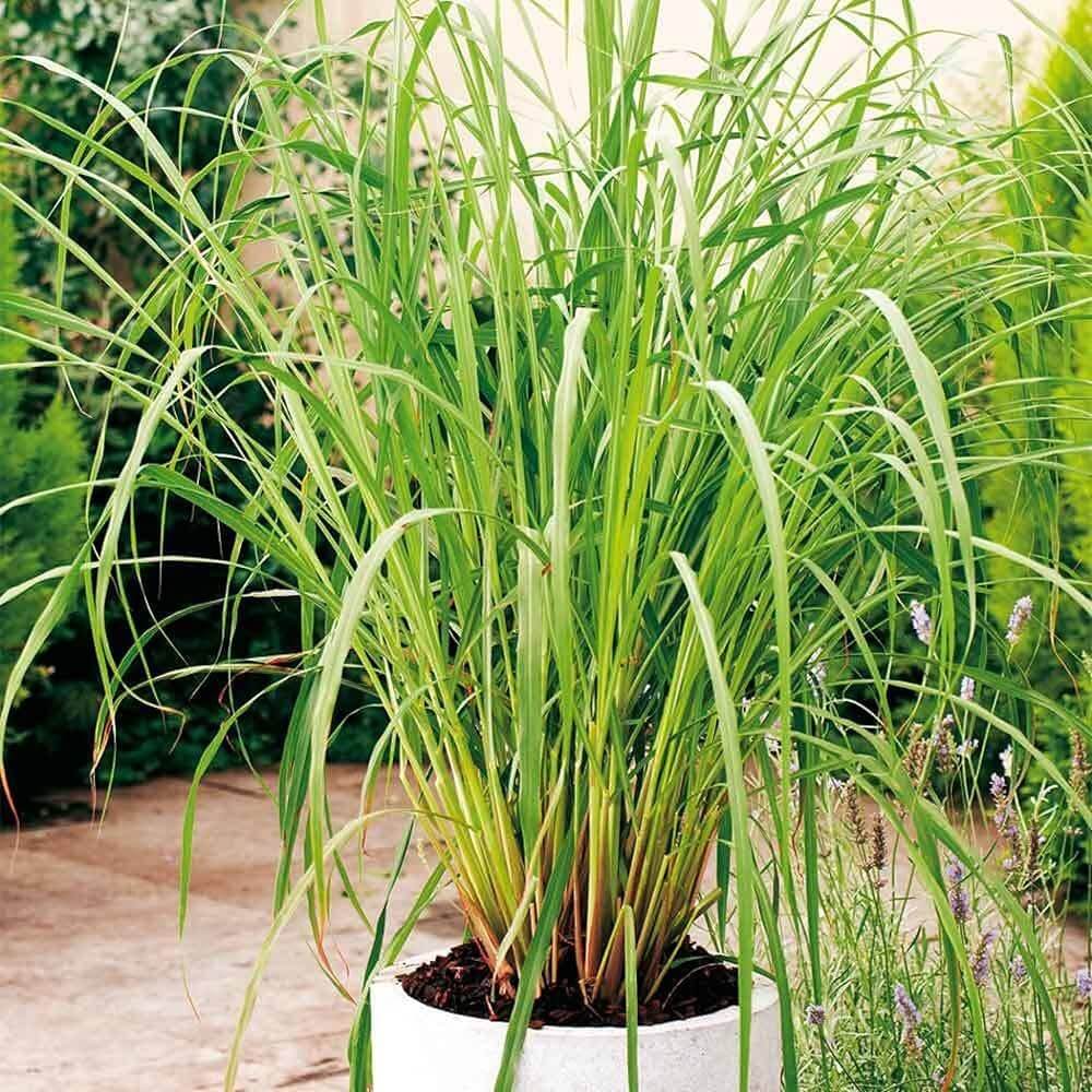 Natural Bug Repellent Plants Seeds