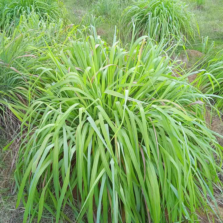 Natural Bug Repellent Plants Seeds
