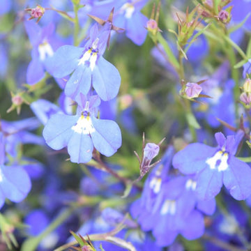 Compact Lobelia Seeds – Flower Plant