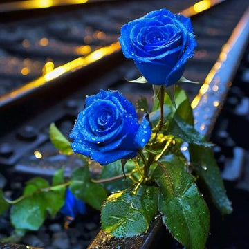 Navy Blue Rose Seeds - Flower Plant