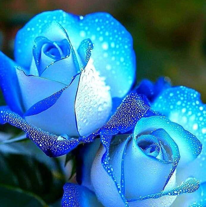 Navy Blue Rose Seeds - Flower Plant