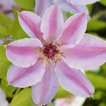 Nelly Moser Clematis Seeds
