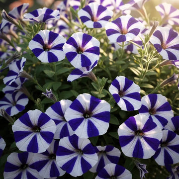 Nema Great Petunia