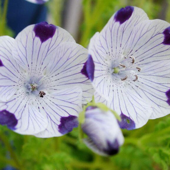 Nemophila Seeds – Five Spot-Wildflower