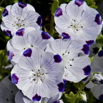 Nemophila Seeds – Five Spot-Wildflower