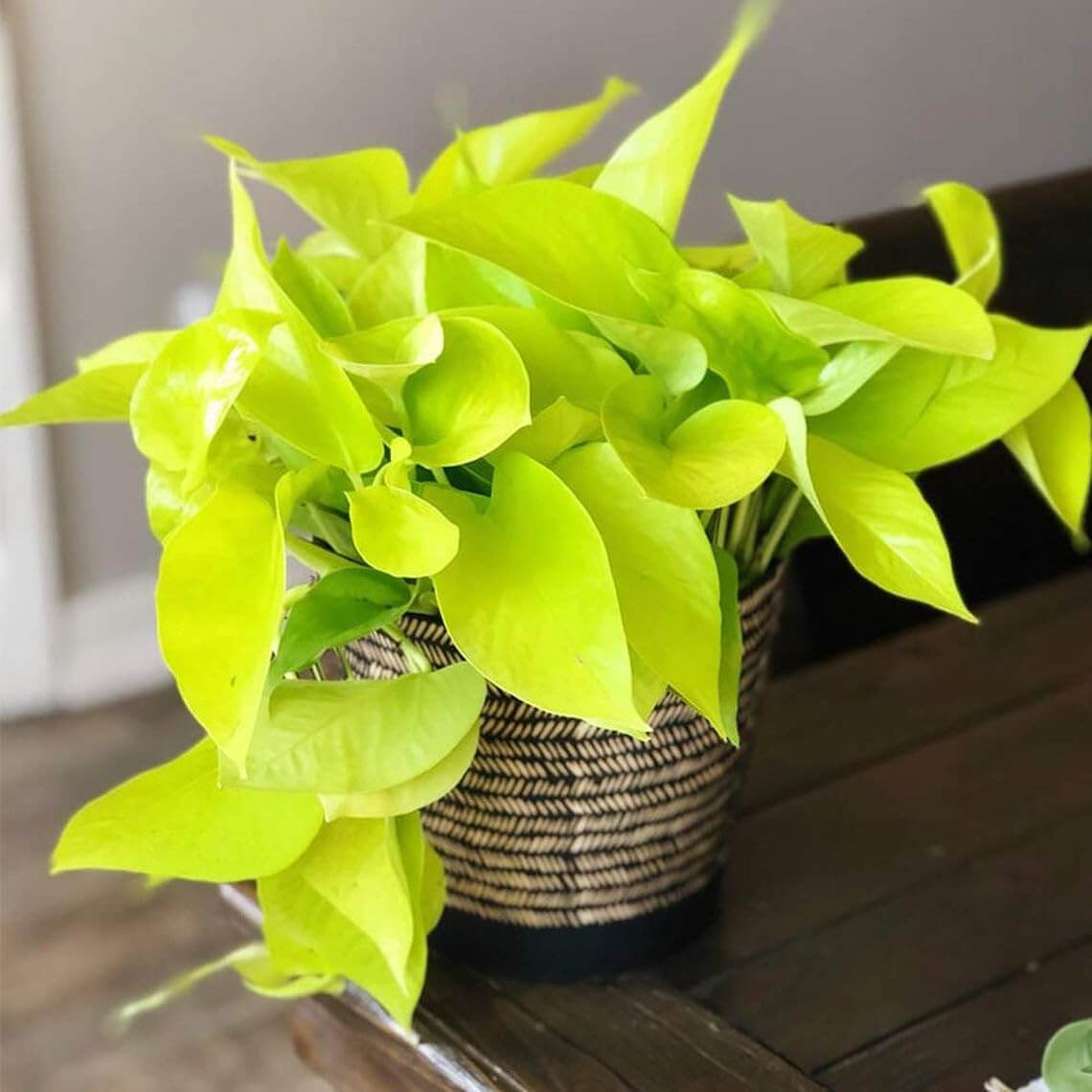 Neon Pothos Seeds
