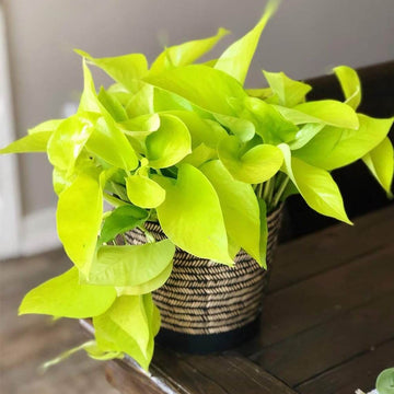 Neon Pothos Seeds