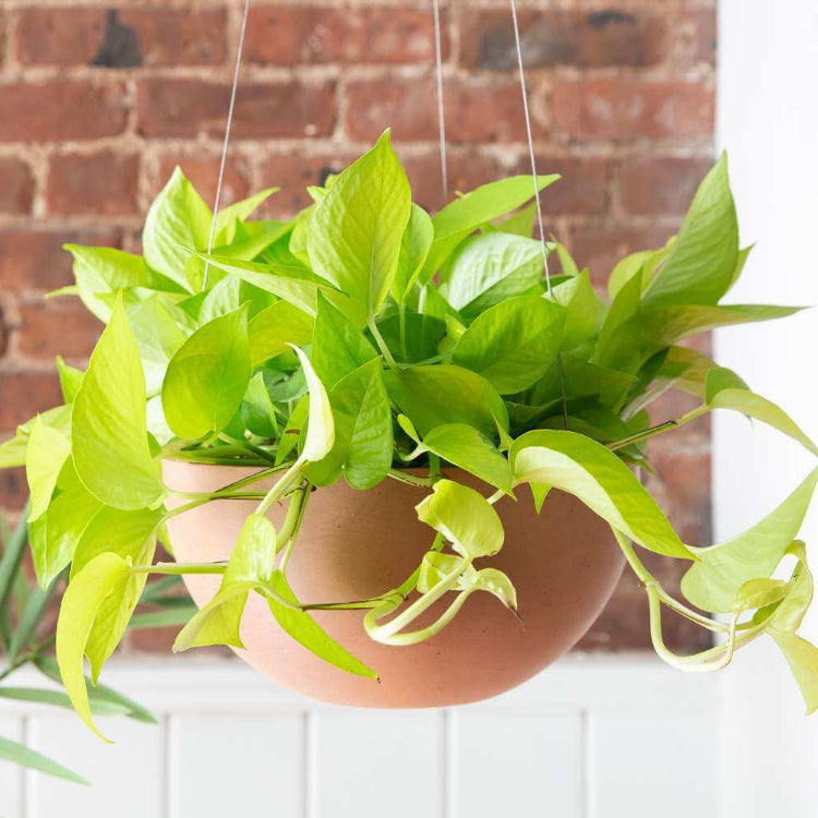 Neon Pothos Seeds
