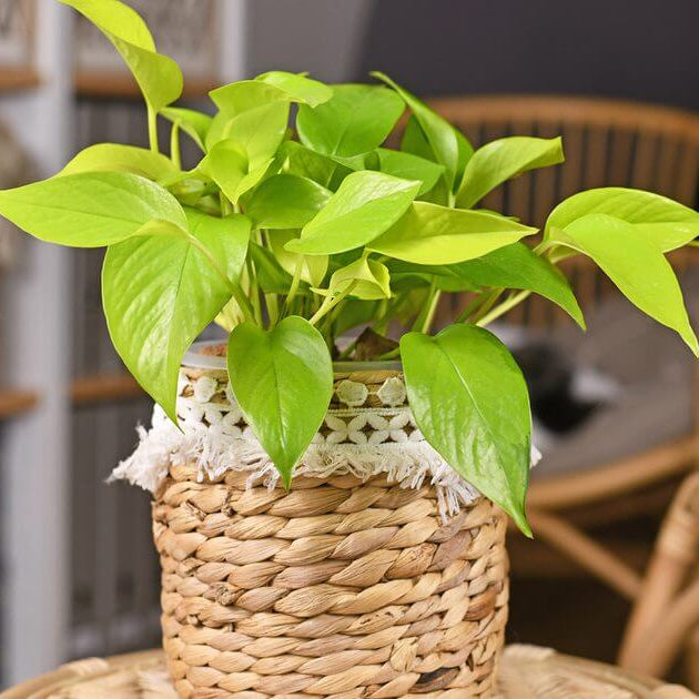 Neon Pothos Seeds